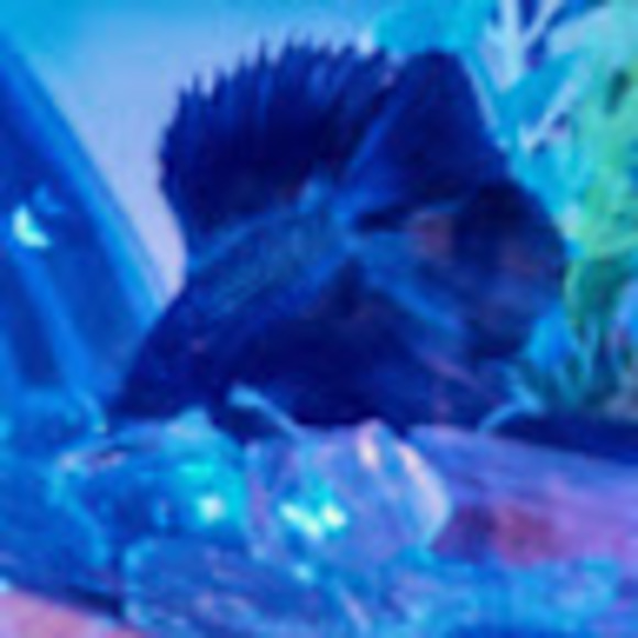 Meet your Posher, Alvin - Picture 1 of 1
